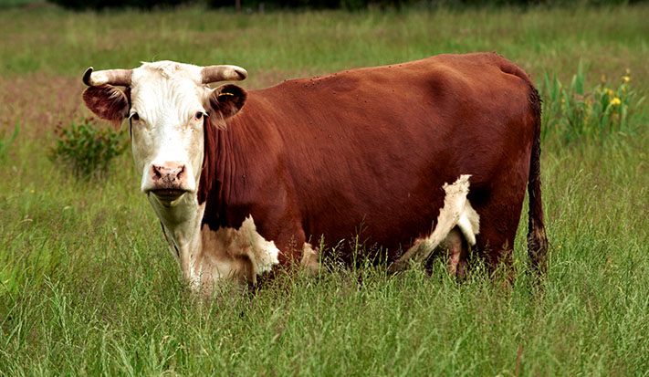 More meat_hereford_711x413_nov.jpg